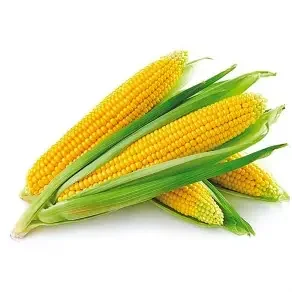 Yellow Maize / Corn