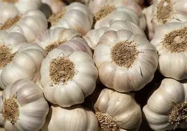 Fresh Indian Garlic