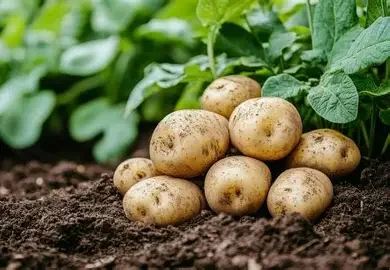 Fresh Potato
